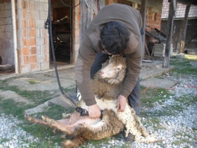 Striža ovce električnim škarama