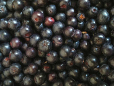 Srebrna medalja za kvalitet likera od aronije