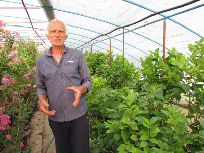 Mile Popović pored sadnica južnog voća