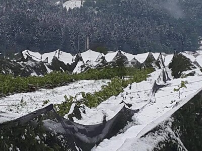 Kako zaštititi biljke?