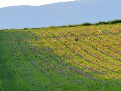 Oranica i zečevi