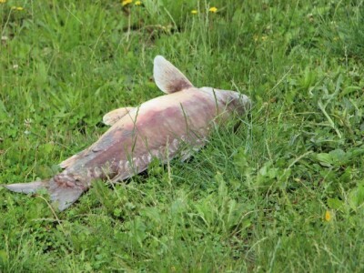 Pomor ribe u jakšičkom ribnjaku Pomor ribe u jakšičkom ribnjaku