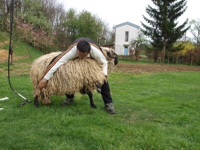 Bowenova tehnika šišanja ovaca