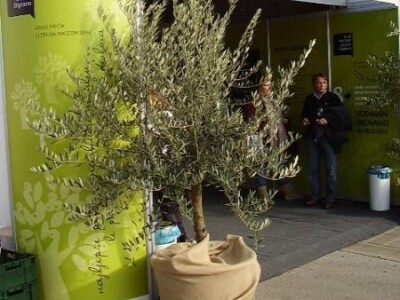 8. Dani mladog maslinovog ulja, Vodnjan