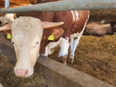 Farma sretnih krava na Krbavskom polju