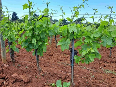 AgroChem Maks - dani polja