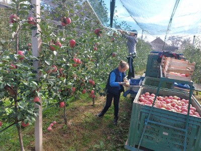 OPG Tomislav Vrabec iz Volodera