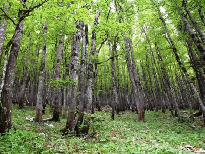 Zaštita planinske prirode