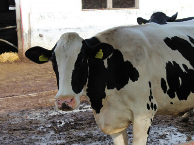 Holstein goveda