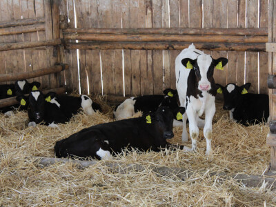 Farma Agrimat Matca, Galati