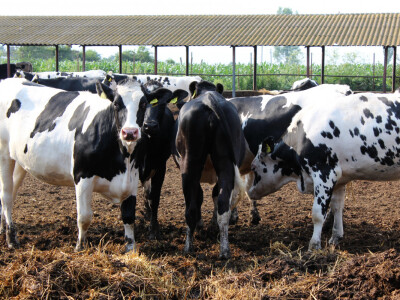 Farma Agrimat Matca, Galati