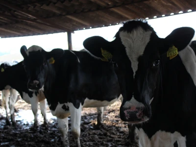 Farma Agrimat Matca, Galati