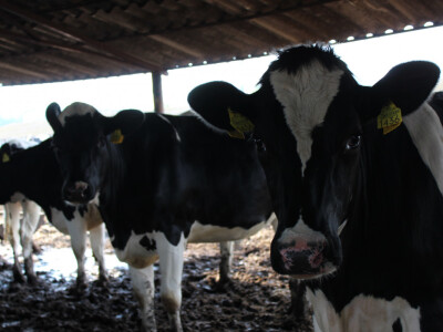 Farma Agrimat Matca, Galati