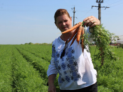 Šargarepa u rukama domaćice