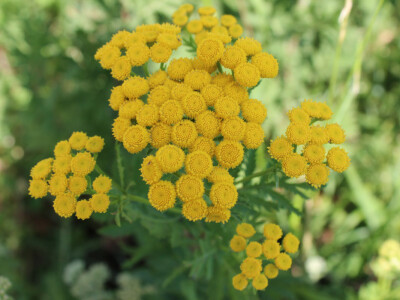 Žuto poljsko cvijeće