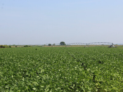 Simongrig, proizvodnja povrća