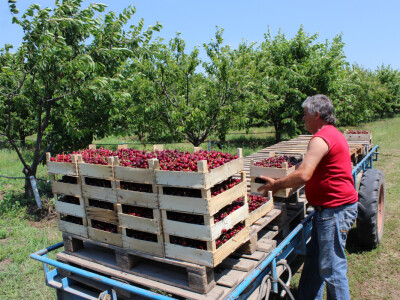 Trešnje na putu u Moskvu