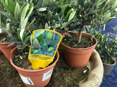 3. Festival maslina u Zagrebu