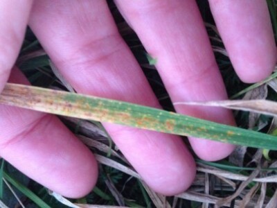 Hrđa na travama, Virje, 26.12.2014.