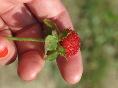 Plod lažne jagode Plod lažne jagode