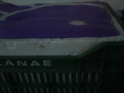 Kutija sa stiroporom Kutija sa stiroporom