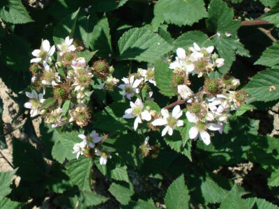 Obilna cvatnja i rod