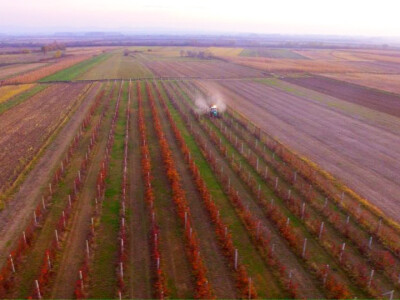 Jesenska zaštita kupinjaka