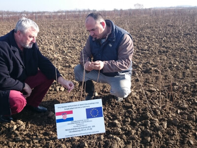 Radići posadili 1300 sadnica aronije