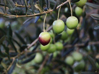 BERBA MASLINA U HERCEGOVINI