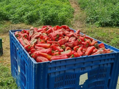 OPG Ivan Despetović: Štete na paprici