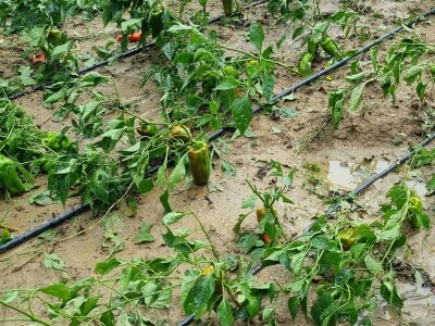 OPG Ivan Despetović: Štete na paprici