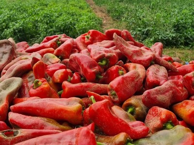 OPG Ivan Despetović: Štete na paprici