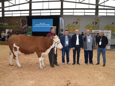 31. Državna stočarska izložba - najbolja hrvatska grla