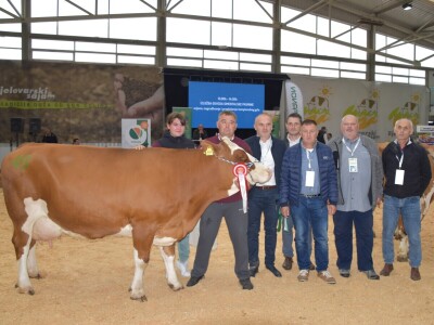 31. Državna stočarska izložba - najbolja hrvatska grla