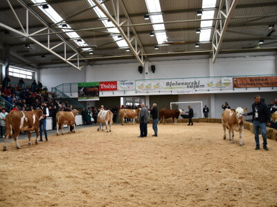 31. Državna stočarska izložba - najbolja hrvatska grla