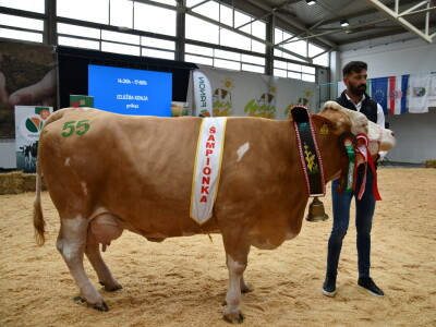 31. Državna stočarska izložba - najbolja hrvatska grla