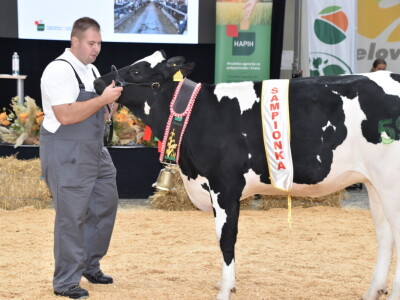 31. Državna stočarska izložba - najbolja hrvatska grla