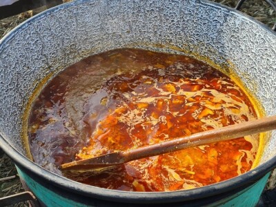 Županijski dan polja BC hibrida kukuruza