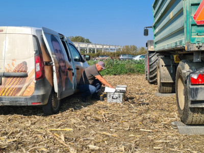 Županijski dan polja BC hibrida kukuruza