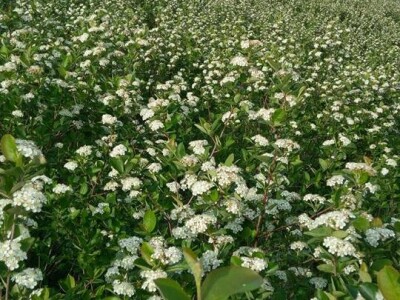 Poljoprivredno gazdinstvo „Aronija- Popović“ iz Banjaluke Poljoprivredno gazdinstvo „Aronija- Popović“ iz Banjaluke