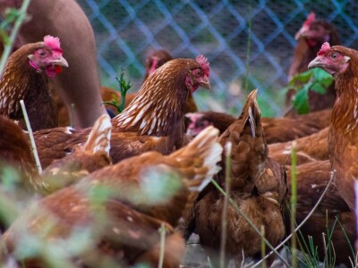 Za kvalitetu jaja važan i miran život kokoši Za kvalitetu jaja važan i miran život kokoši
