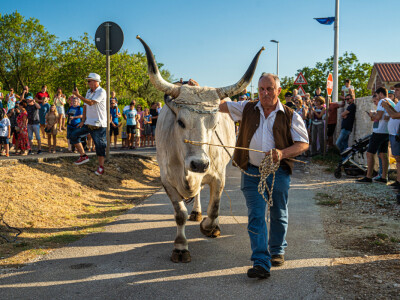 32. Jakovlja i Smotra istarskih volova u Kanfanaru