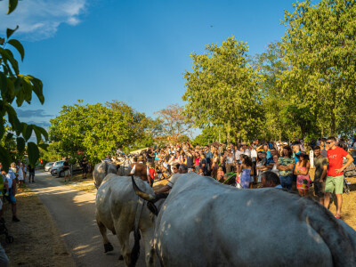 32. Jakovlja i Smotra istarskih volova u Kanfanaru