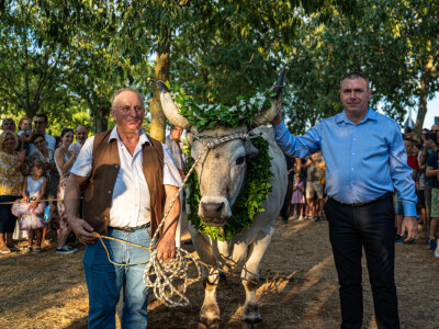 32. Jakovlja i Smotra istarskih volova u Kanfanaru