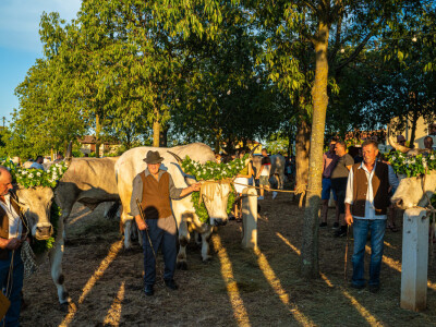 32. Jakovlja i Smotra istarskih volova u Kanfanaru