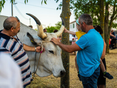 32. Jakovlja i Smotra istarskih volova u Kanfanaru