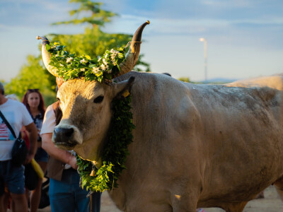 32. Jakovlja i Smotra istarskih volova u Kanfanaru