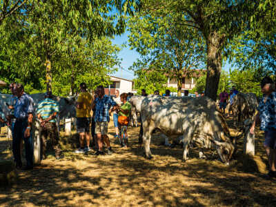 32. Jakovlja i Smotra istarskih volova u Kanfanaru