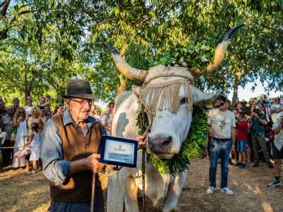 32. Jakovlja i Smotra istarskih volova u Kanfanaru