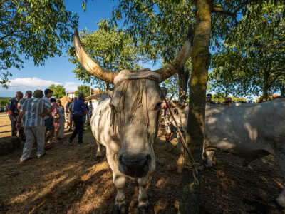 32. Jakovlja i Smotra istarskih volova u Kanfanaru